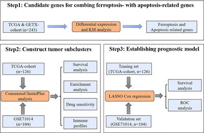 Prognostic and therapeutic implications of iron-related cell death pathways in acute myeloid leukemia